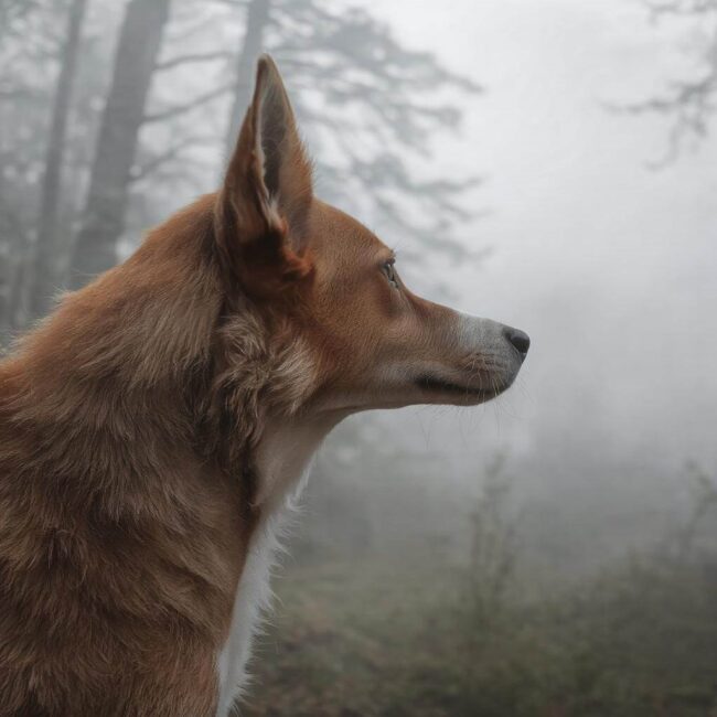 Czy psy są w stanie rozróżnić różne zapachy cieczy